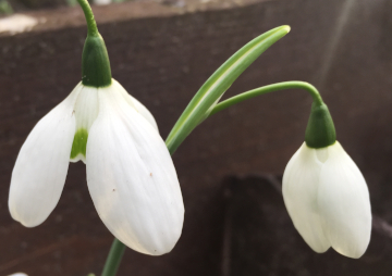 Galanthus 'Natalie Garton'